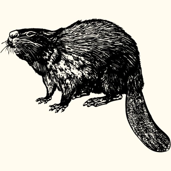 BEAVER02 Thumbnail