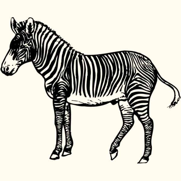 ZEBRA003 Thumbnail